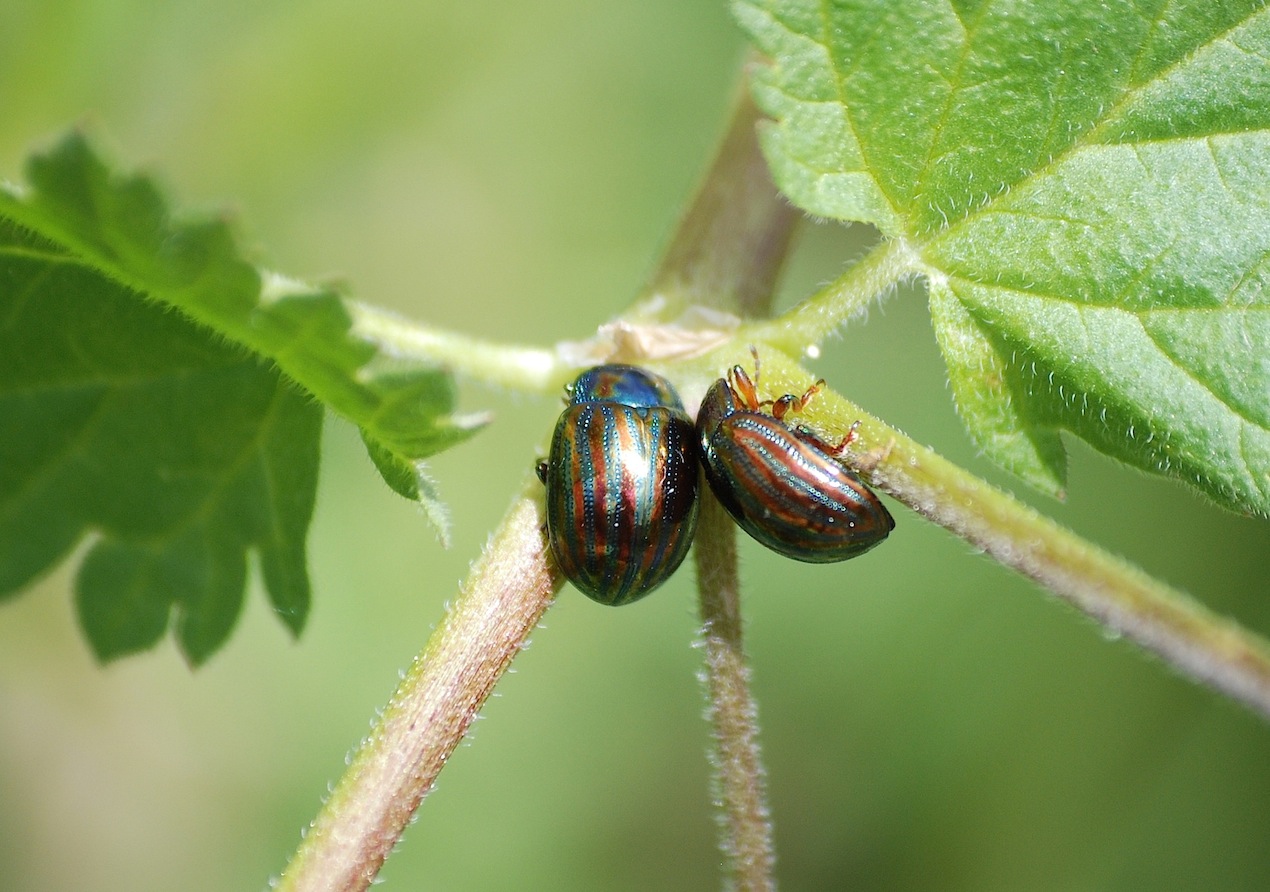 Identificazione 5 - Chrysolina americana